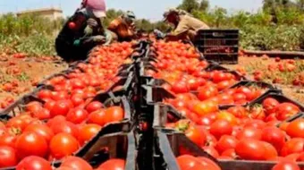 Aranceles y heladas pegan a la producción agrícola de Puebla 