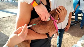 Atlixco lidera campaña de vacunación antirrábica gratuita y promueve adopción