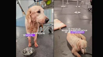 Aeroméxico responde tras caso viral de Maple, la perrita que llegó herida a CDMX