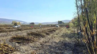 La zafra 2024–2025 concluye con éxito en la Mixteca poblana