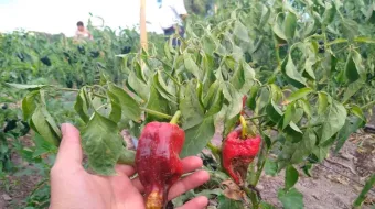 Sin daños los cultivos poblanos por falta de lluvias: Conagua