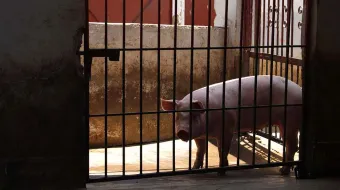 Atlixco implementa tecnología para reducir contaminación del rastro municipal