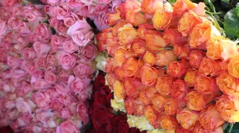 Productores de Atlixco se alista para la alta demanda de rosas por el 10 de mayo