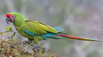 Nacen guacamayas verdes en peligro de extinción en Flor del Bosque