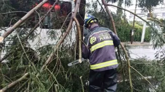 Se registró caída de árboles por lluvias en ocho municipios