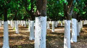 Aprueban reformas a la Ley de Arbolado en Puebla: ¿Qué implicaciones tiene?