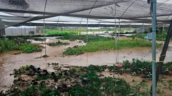 Viveristas de Atlixco sufren nuevas pérdidas tras desbordamiento de acequia en Cabrera