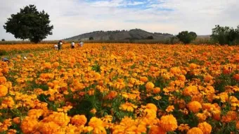Atlixco se perfila para una temporada récord en la siembra de flor de muerto