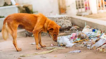 Proponen cárcel por abandonar animales domésticos en Puebla