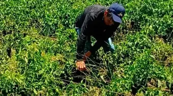 El chile poblano subirá de precio por daños de granizadas  