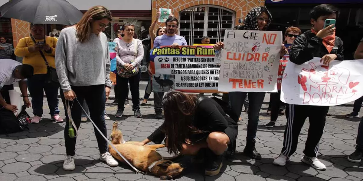 Grupo de activistas exigieron justicia para Chori, perrito arrollado