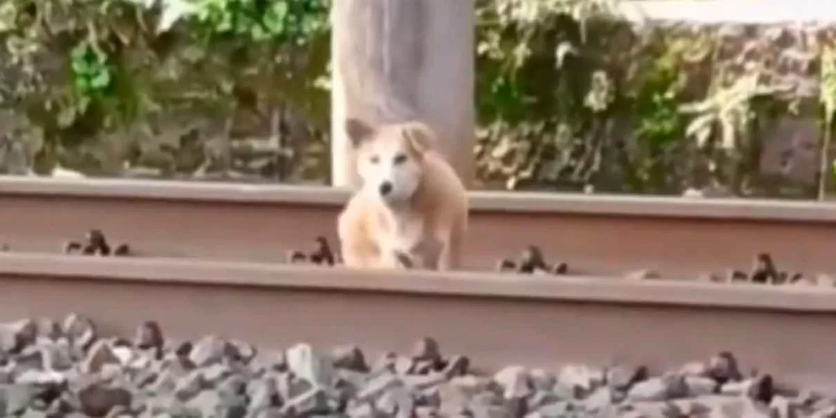 Así sobrevivió perrito tras quedarse dormido en las vías del tren