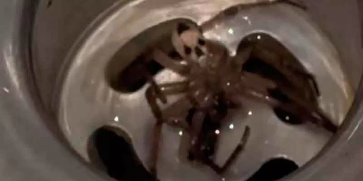Una araña con cara de calavera fue encontrada por una mujer en su casa… se hace viral