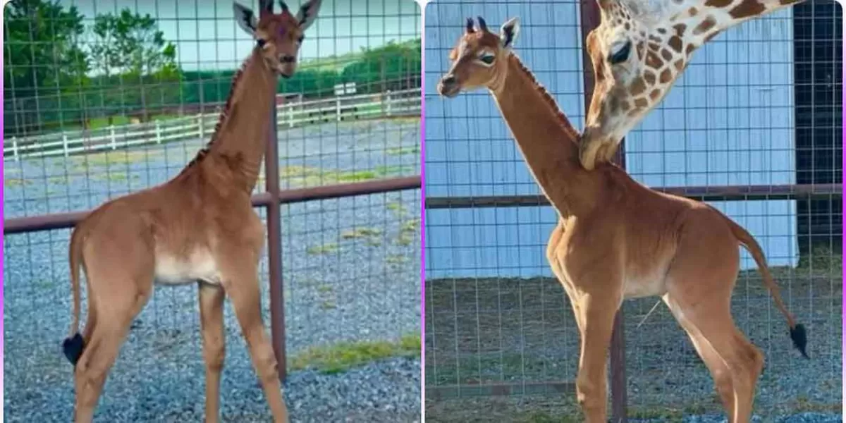 VIDEO. Así luce la jirafa sin manchas, única en el mundo