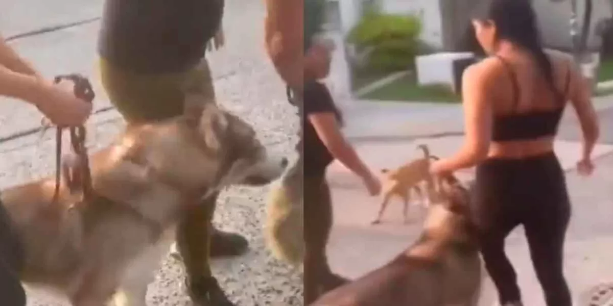 VIDEO. En Tonalá, denuncian a mujer que ordenó a su perro husky MAT4R a lomito