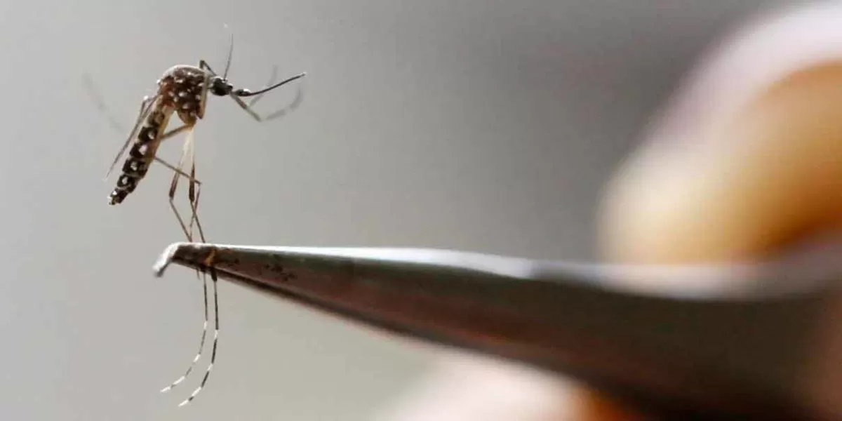 Reportó la SSA Puebla mil 401 casos de Dengue en 79 municipios