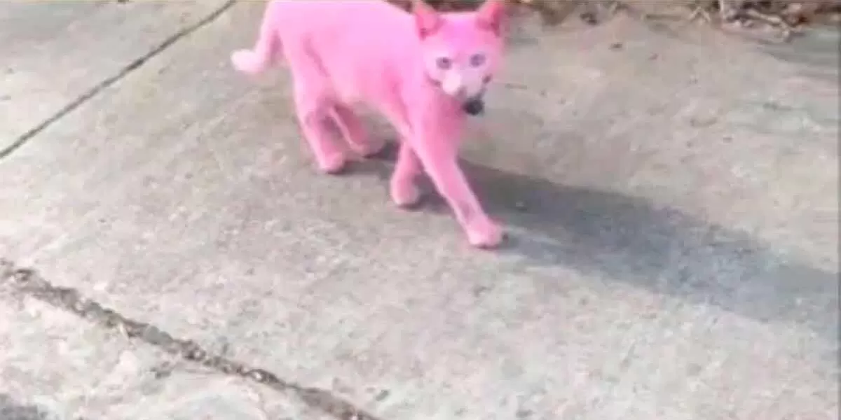 Gato pintado de rosa se vuelve viral; causa acalorado debate