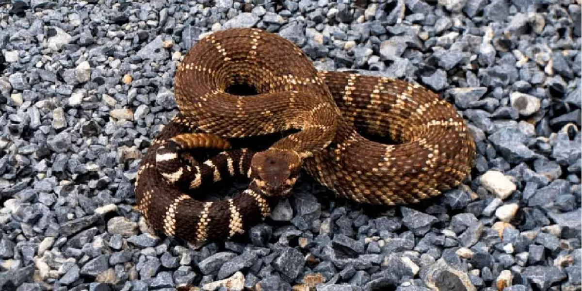 VIDEO. En Florida, niño confunde una serpiente de cascabel con un “animal de peluche”