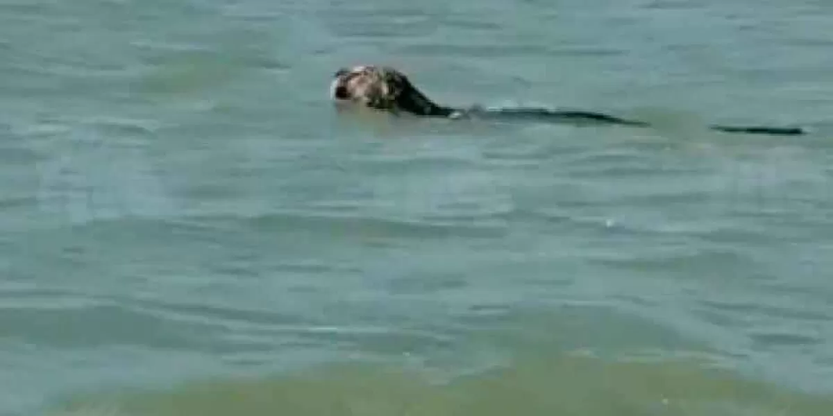 VIDEO. Jaguar es visto nadando en Reserva de Celestún de Yucatán