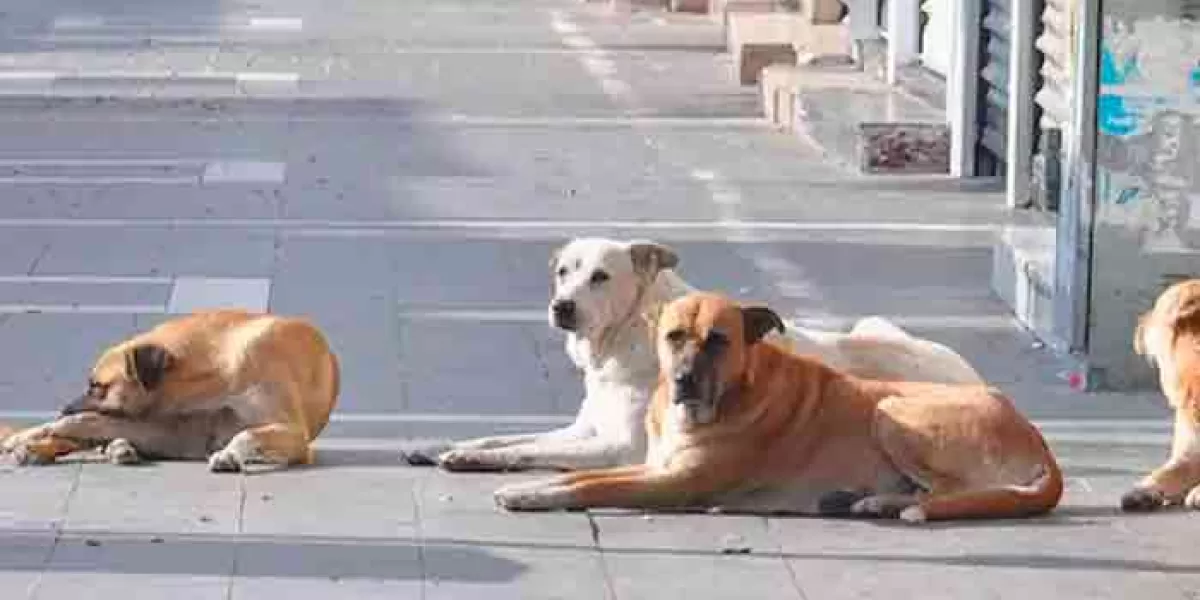 Podría Turquía sacrificar a 4 millones de perros callejeros