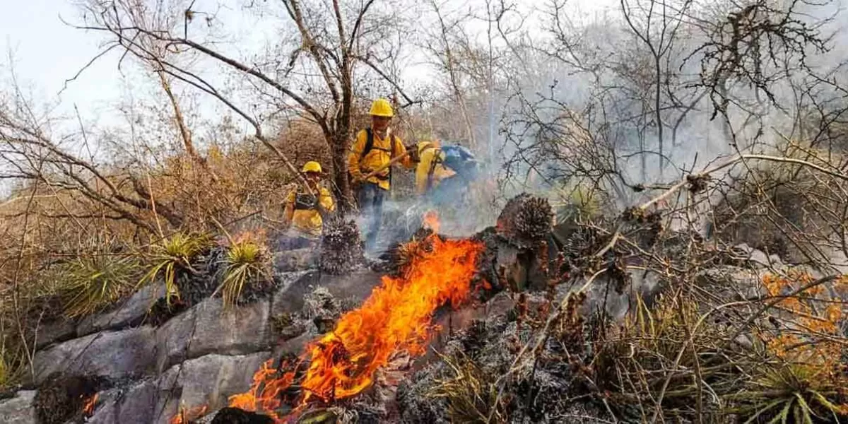 En el año suman 416 incendios forestales; hay 7 denuncias