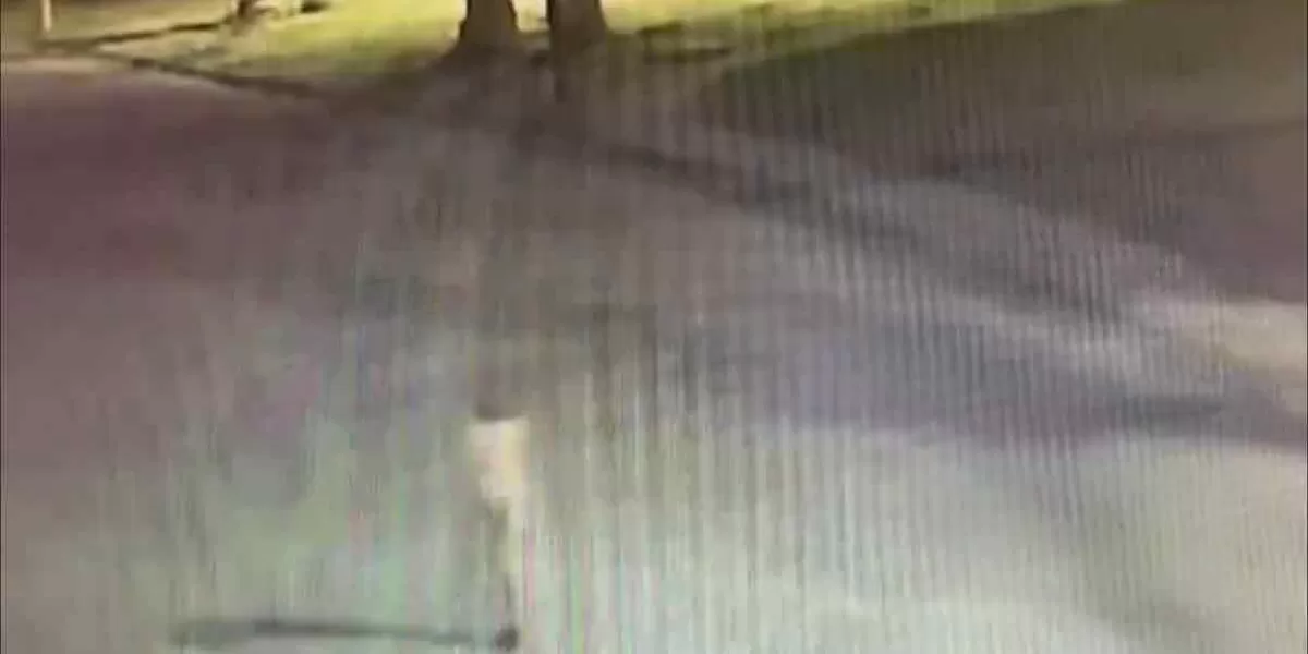 Niña camina sola por la calle y desaparece frente a cámara de seguridad en Torreón ¿Es un fantasma?