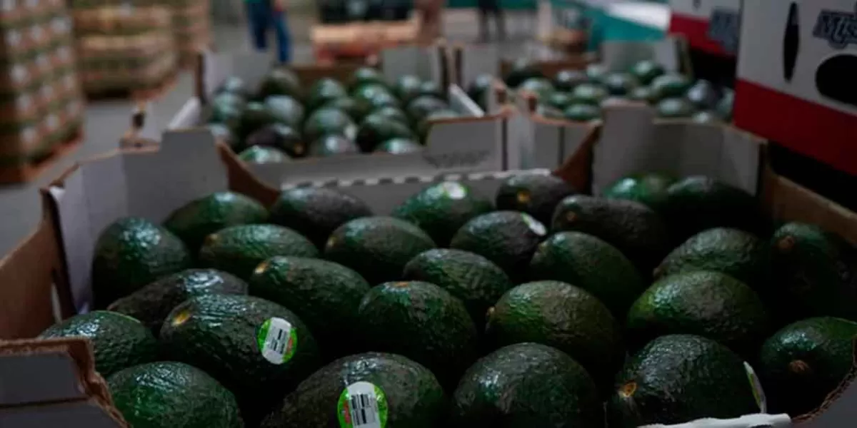 Tras pacto, reanudan exportación de mango y aguacate de Michoacán a EU