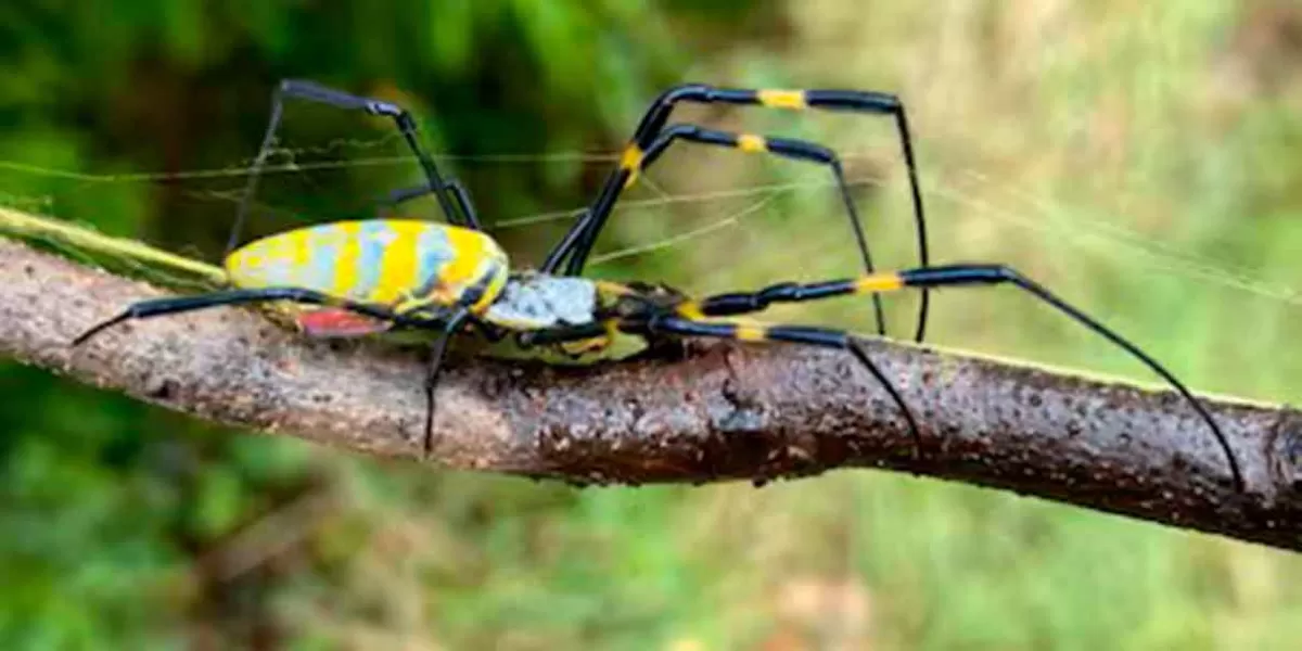 Araña voladora Joro invade a EU; ¿Qué tan peligrosa es?