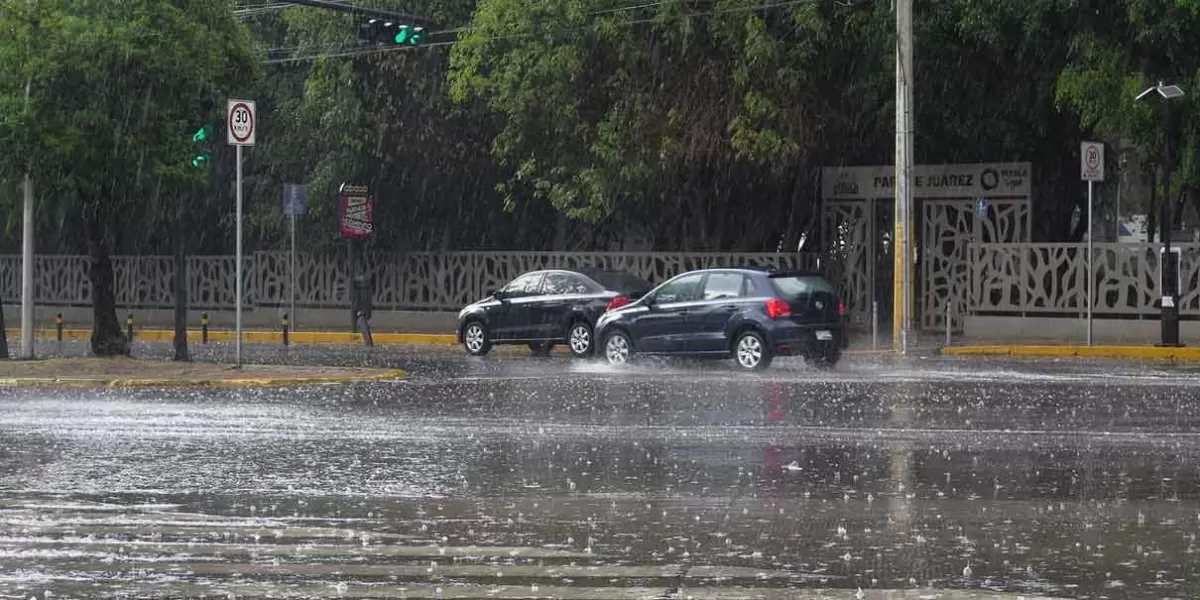 Con las lluvias, árboles representan un peligro para peatones y conductores en la capital