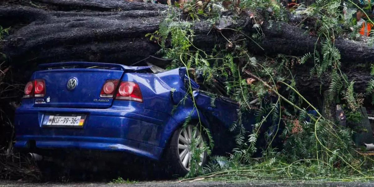 CDMX: Mujer muere al caerle un árbol encima de su auto; su bebé sobrevive