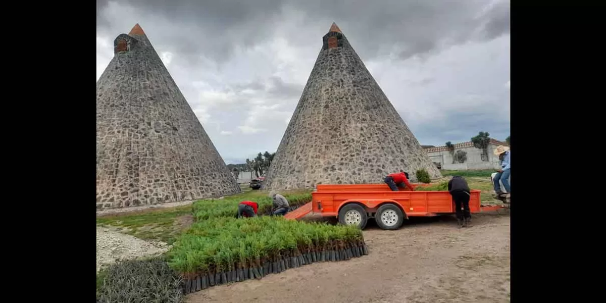 Granjas Carroll dona árboles en Perote, Tlachichuca y Tepeyahualco