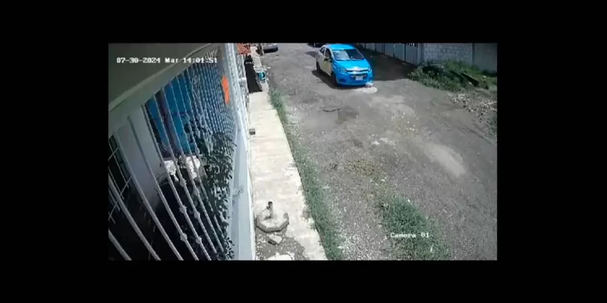 VIDEO. Taxista no le da el paso a un cachorro y lo aplasta, esto en Huauchinango 