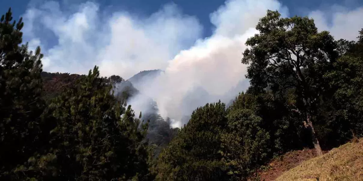 428 incendios quemaron 19 mil hectáreas arboladas de Puebla