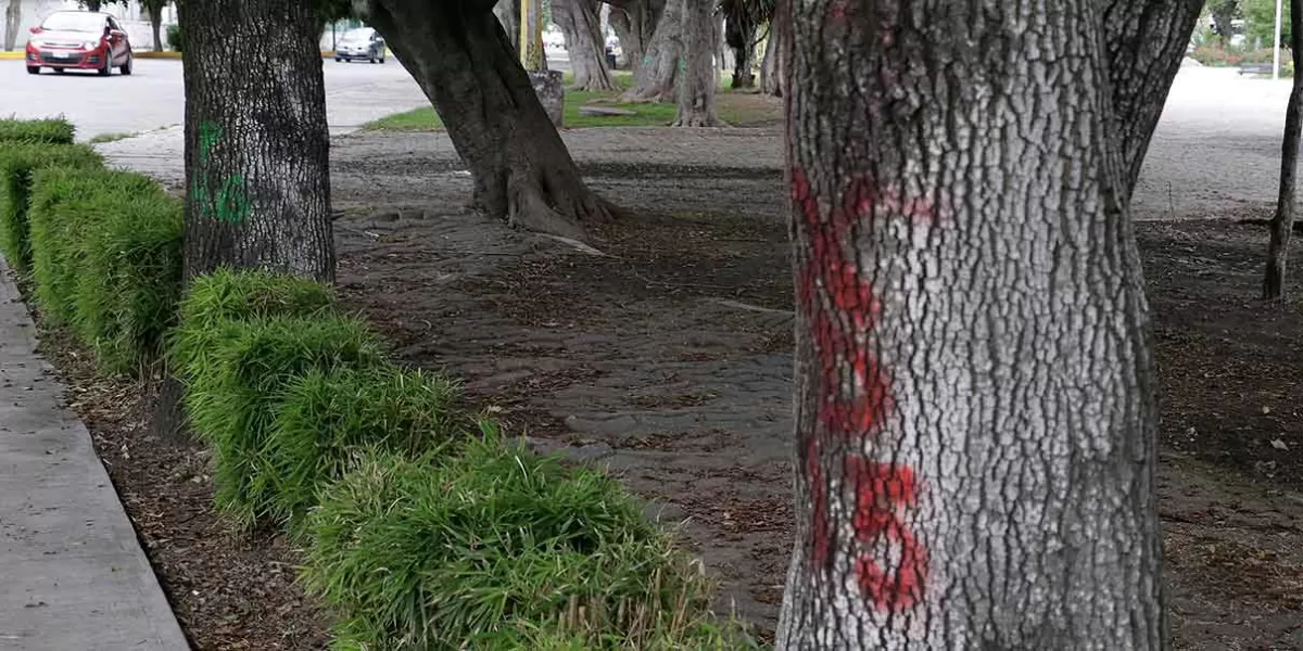 Naturaleza muerta; obras prioridad para Puebla 