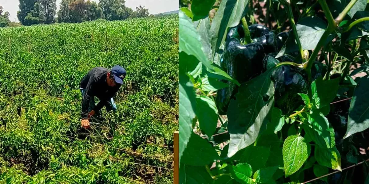 Productores de Texmelucan enfrentan pérdidas por sequía y lluvias excesivas