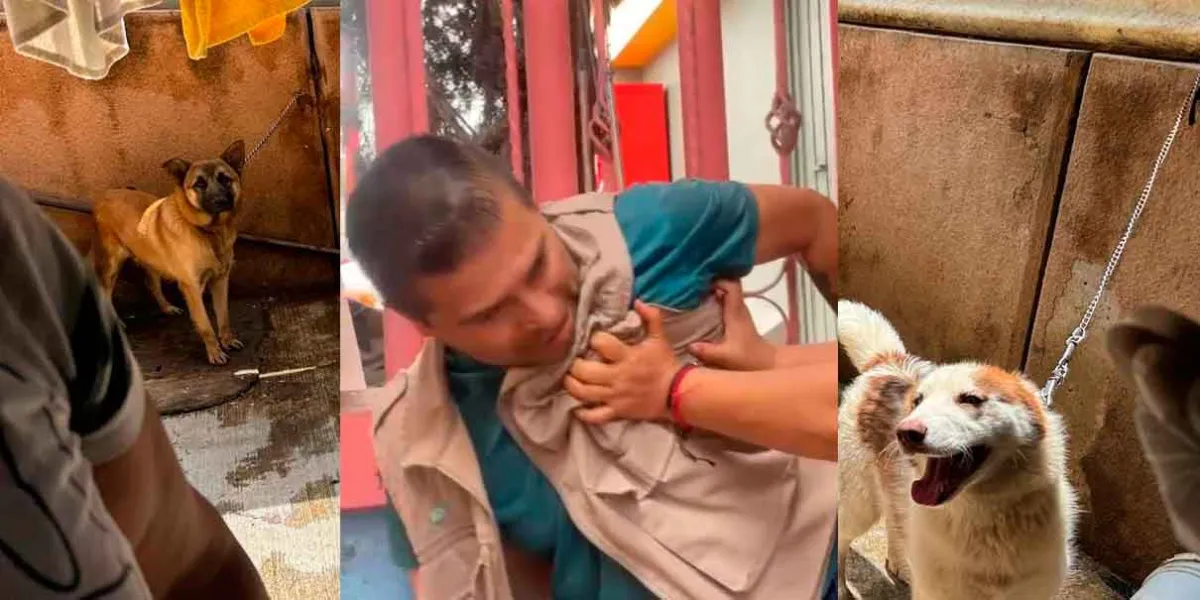 Personal de Bienestar Animal fue agredido al intentar recatar a 4 perritos