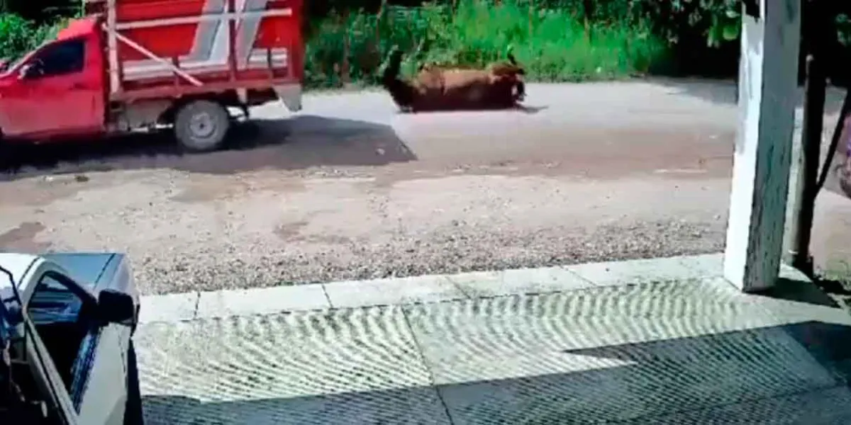 VIDEO. Sin piedad conductor arrastra a caballo en calles de Jalisco 