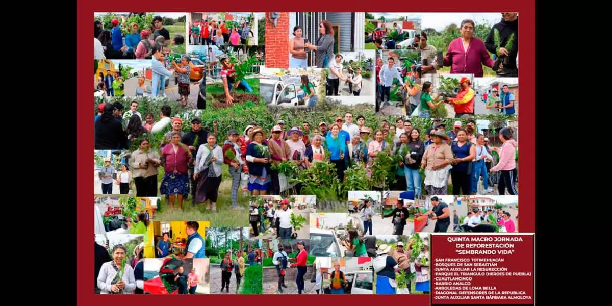 Todo un éxito Quinta Jornada de Reforestación encabezada por Armenta