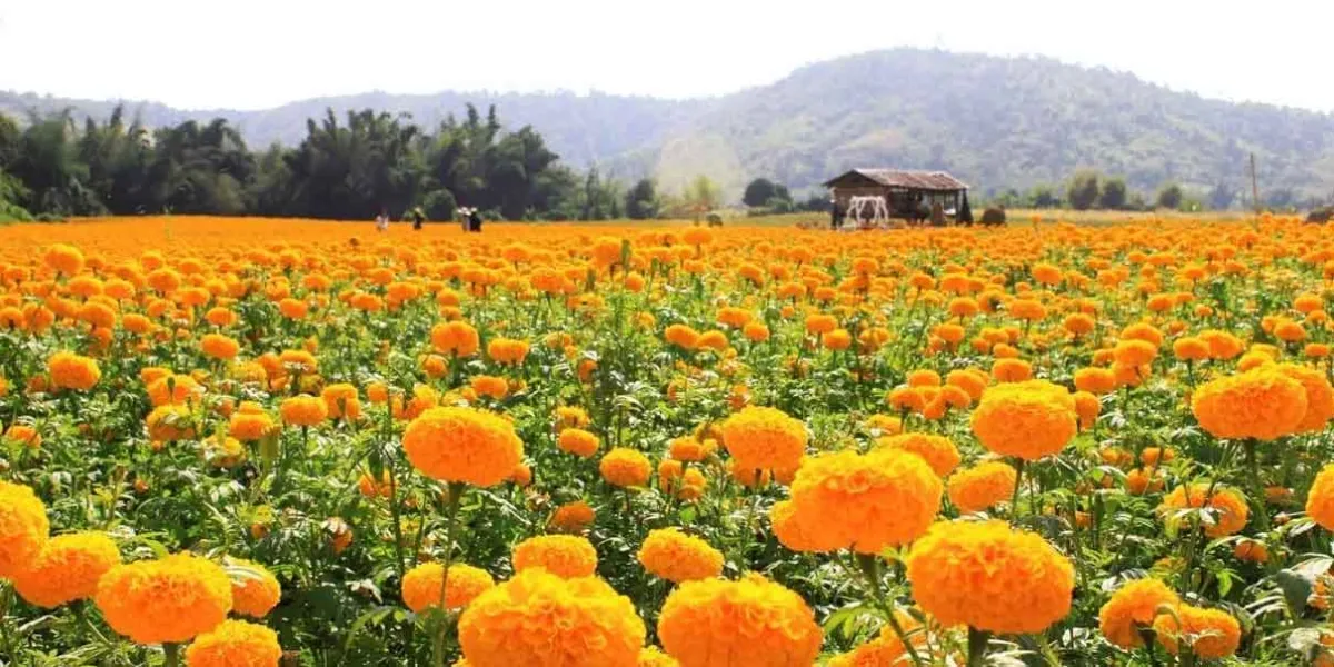 Atlixco inicia este 24 de octubre la venta de Flor de Cempasúchil