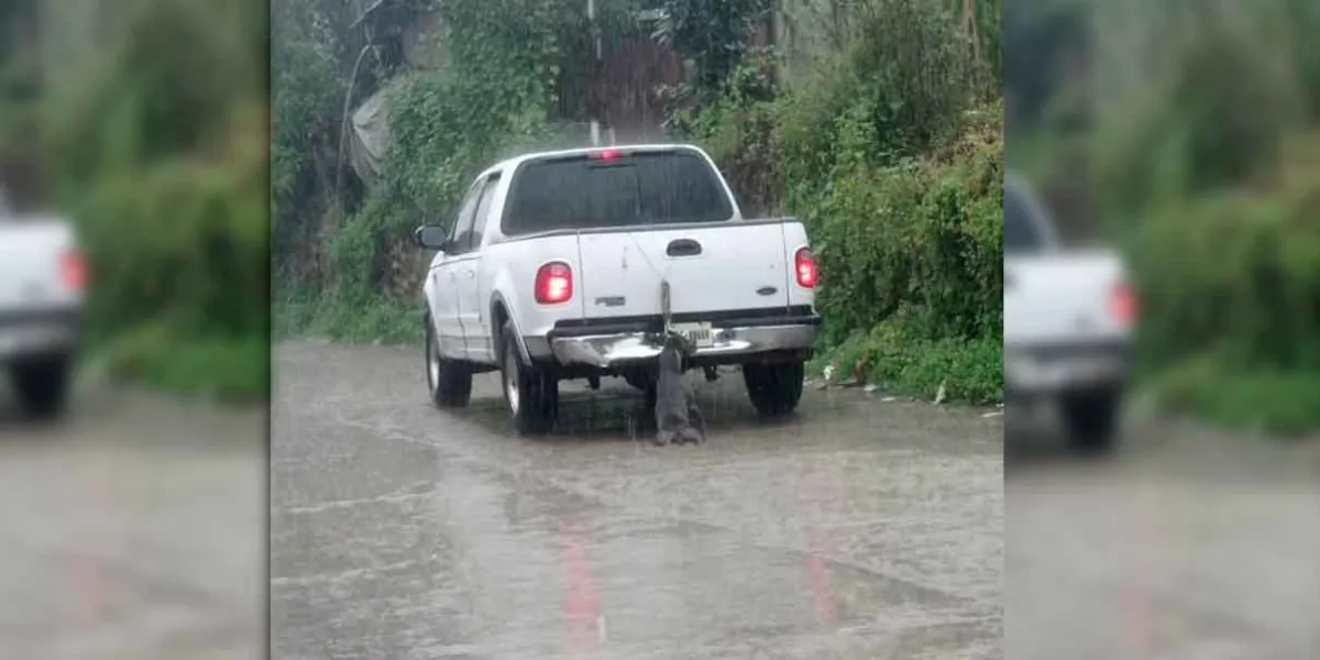 En Michoacán un perro fue arrastrado hasta la muerte, el crimen sigue impune 