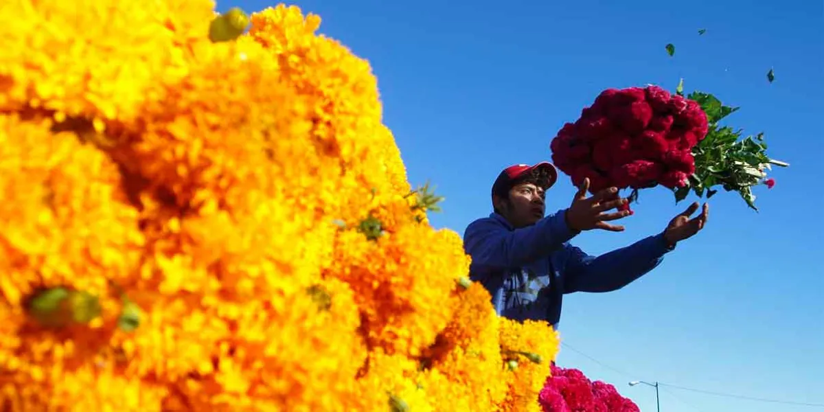 En Atlixco prevén captar 80 mdp por venta de flor en Día de Muertos 