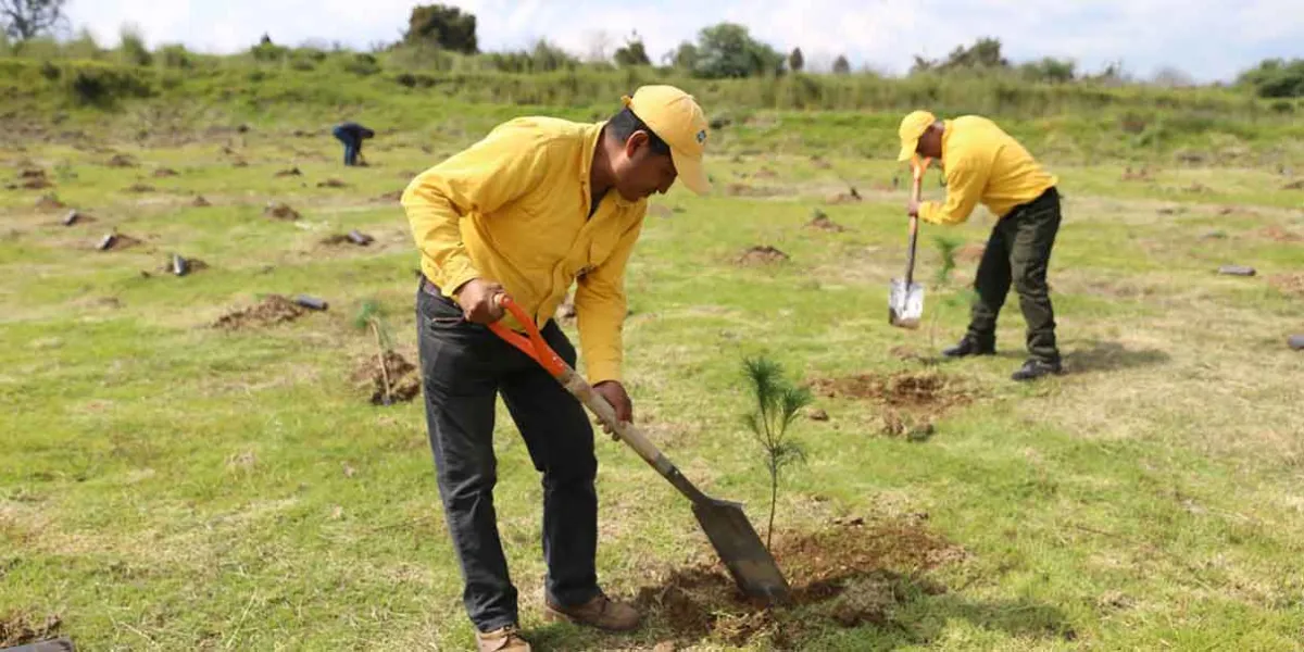 Puebla cumplió la meta de sembrar 9 millones de árboles 