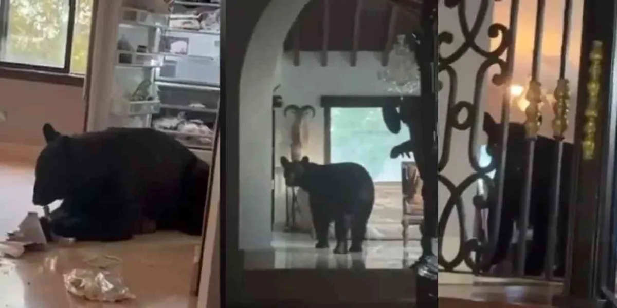 Oso negro se metió por comida a una casa de Nuevo León 