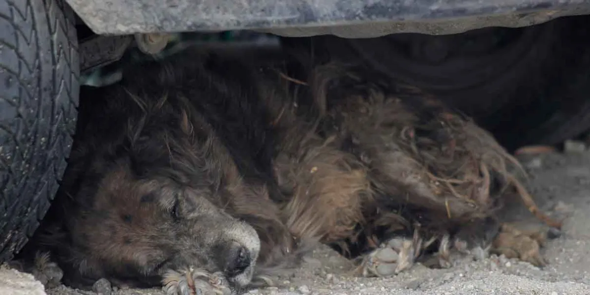 Extrema violencia contra un perro en Ahuacatlán; gobernador pide castigo a los culpables 