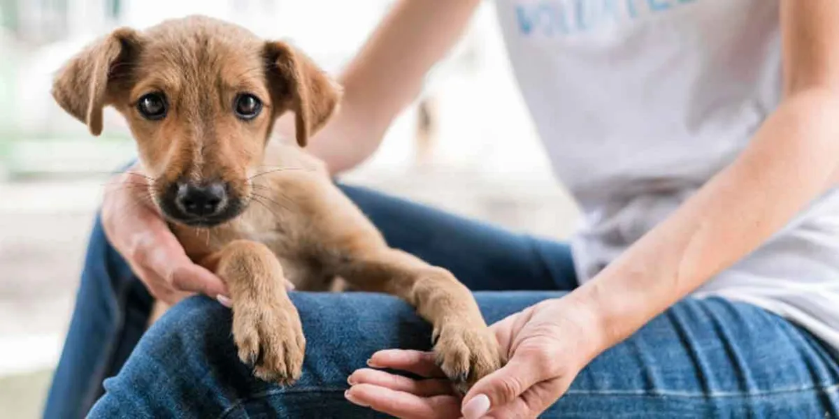 Reforma de seguridad y de cuidado animal