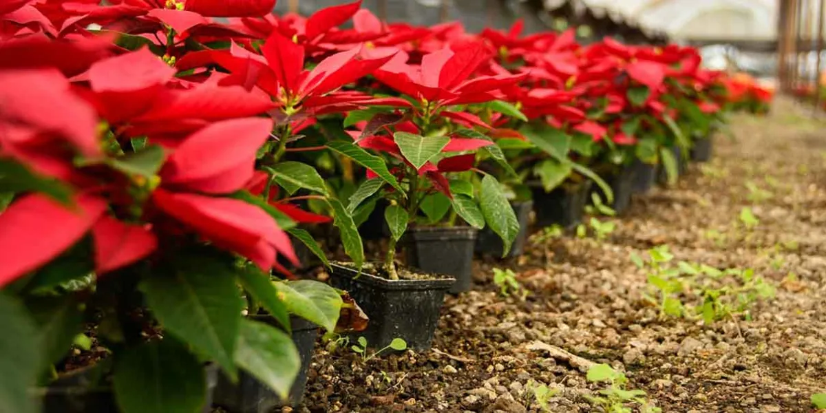 Arranca Festival de la flor de nochebuena en Atlixco; estiman derrama millonaria 