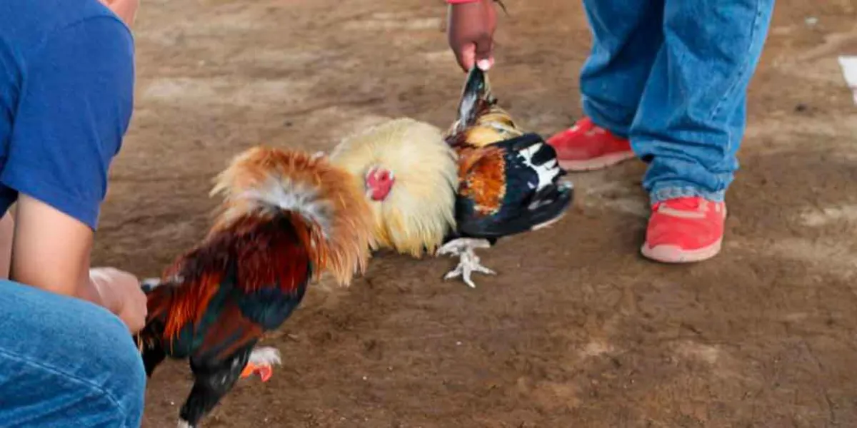 Propone Natale penas de cárcel y multas a organizadores corridas de toros y peleas de gallos