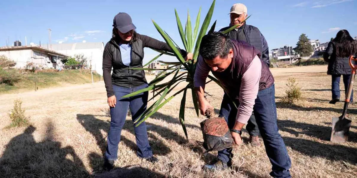 Con 1,200 árboles distribuidos, San Andrés Cholula refuerza con la naturaleza