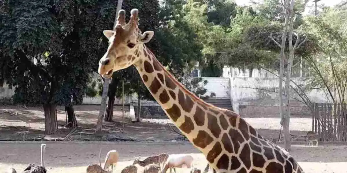 jirafa perdida en el Zoológico de Culiacán