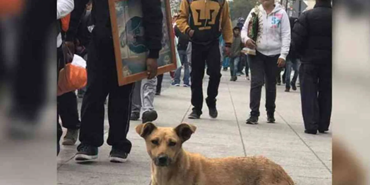 Dan a perritos “peregrinos” agua, comida y vacunas en la Basílica de Guadalupe